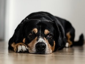 собака вялая не ест не пьет