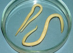 Фото: аскариды