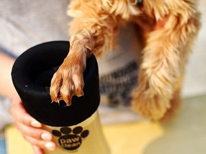 лапомойка для собак видео