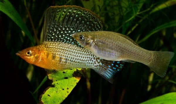 Моллинезия велифера фото