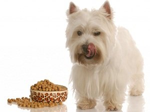 вест хайленд уайт терьер цена