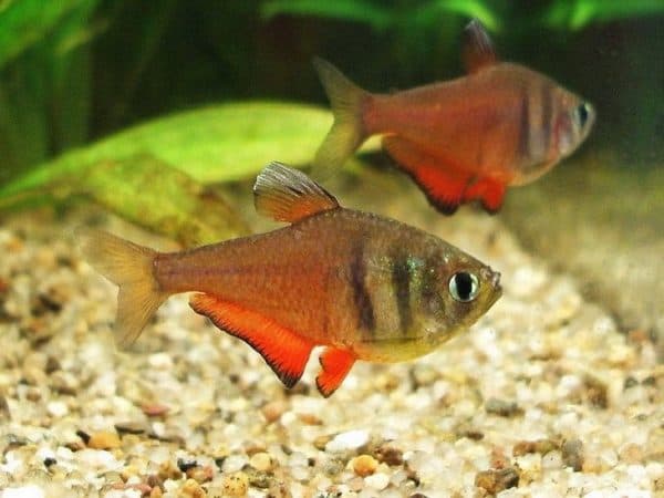Тетра фон рио читайте статью