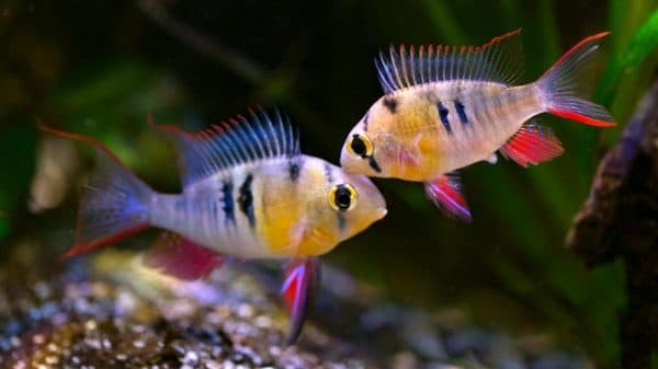 Бабочка боливийская совместимость с другими рыбками
