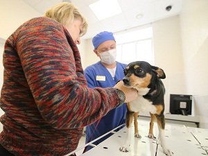 порода собак цвергпинчер фото