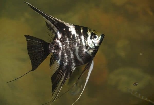 Мраморная скалярия