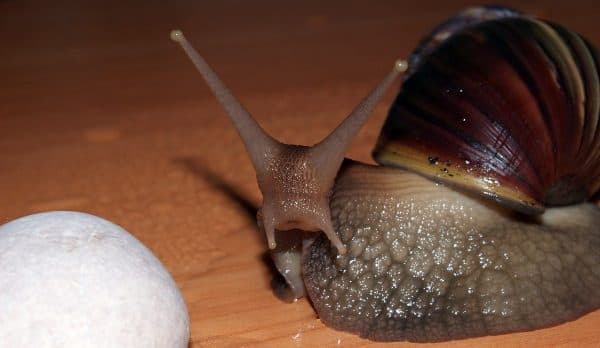 Сколько живут улитки ахатины читайте статью