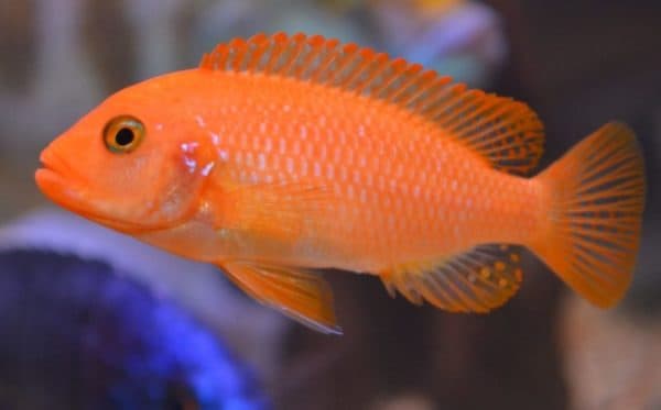 Псевдотрофеус зебра условия содержания