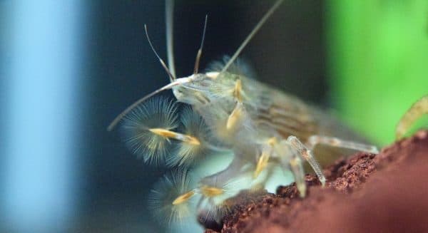 Красивая креветка-фильтратор