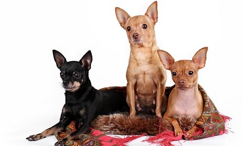 гладкошерстный терьер