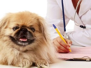 лимфоцитарно плазмоцитарный гастрит у собак лечение