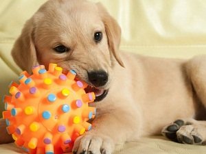 почему собака грызет вещи