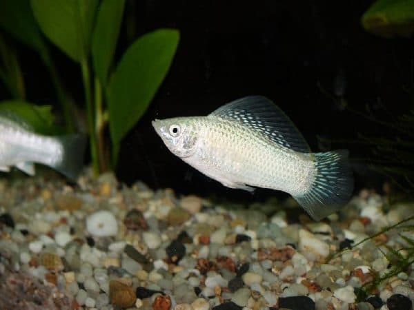 Моллинезия велифера читайте статью