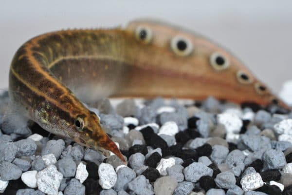 Макрогнатус. Фото, видео и содержание.