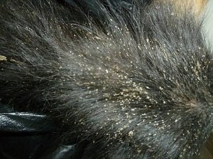 власоед у собаки симптомы лечение фото