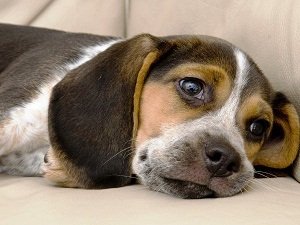 таблетки от глистов для собак азинокс инструкция