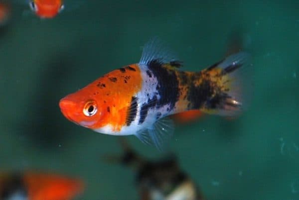 Ситцевый меченосец