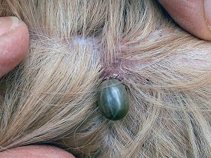 болезнь Лайма у собак