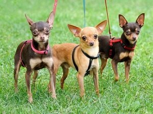 той терьер фото