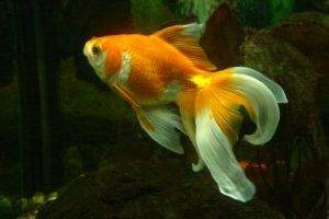 Вуалехвост