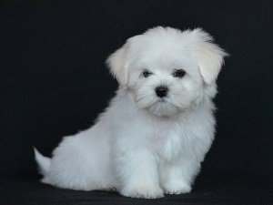 мальтийская болонка фото мини