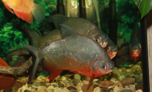 Пиранья красный паку условия содержания