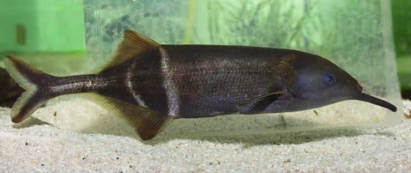 Рыба-слон читайте статью