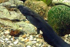 Как и чем кормить хищников