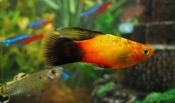 Пецилии читайте статью