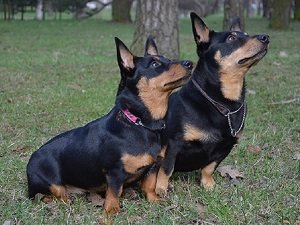 ланкаширский хилер купить