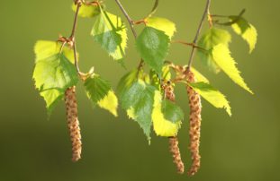 Березовые почки