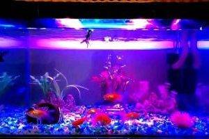 Специальные аквариумные лампы