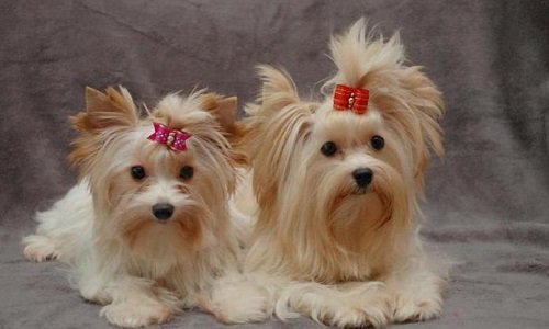 биро йоркширский терьер