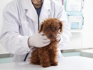 боррелиоз у собак симптомы