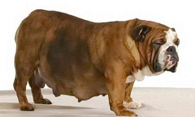 что такое пиометра у собак