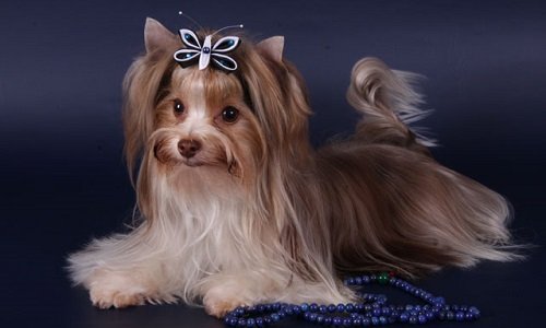 биро йорк купить