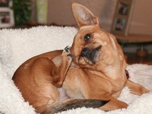 блошиный дерматит у собаки симптомы лечение