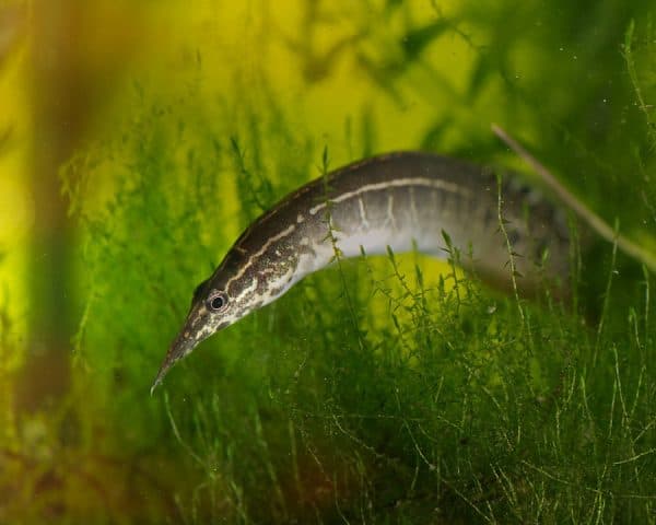 Макрогнатус удивительный