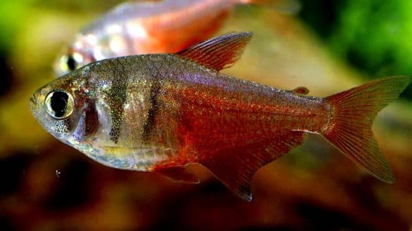 Тетра фон рио описание рыбки