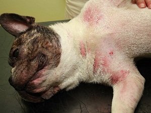 демодекоз у собак симптомы и лечение