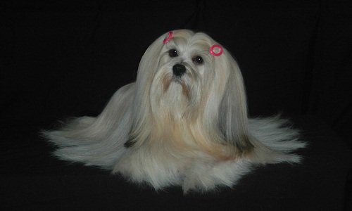 щенки лхаса апсо