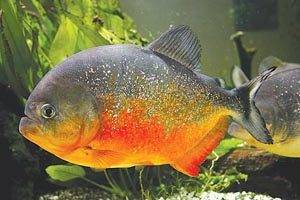 Агрессор аквариума