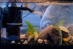 Как поместить внутренний фильтр в домашний водоём