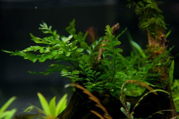 Больбитис в аквариуме